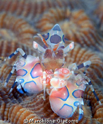 Arlequin shrimp ,the King
Manado 2008. Nikon D200, 105 m... by Marchione Giacomo 